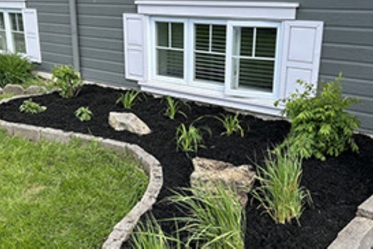 Aménagement d’une plate-bande résidentielle avec paillis noir et vivaces – Projet réalisé par Aménagement Marosa sur la Rive-Sud de Québec